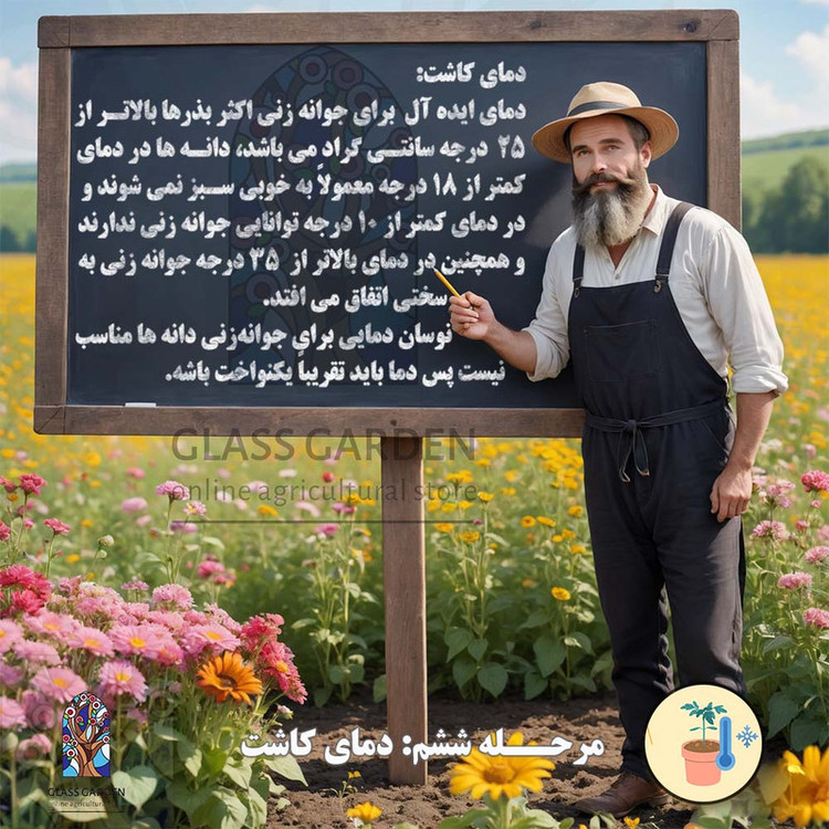 بذر کلم قمری سبز کلم سنگی گلس گاردن مدل GL50