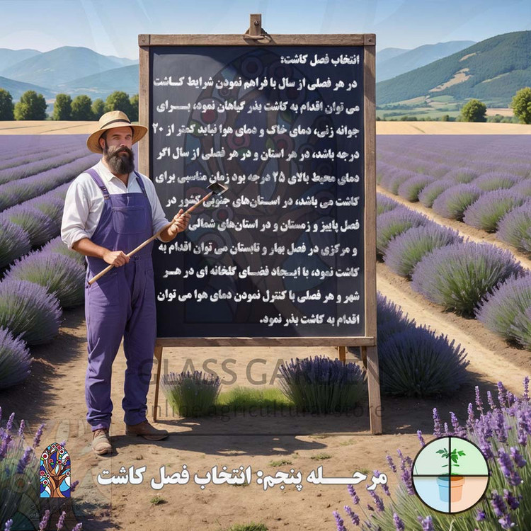 بذر کلم قمری سبز کلم سنگی گلس گاردن مدل GL50
