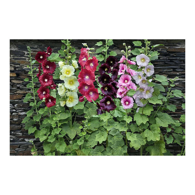 بذر گل ختمی گرین فارم کد 004 بسته 3 عددی
