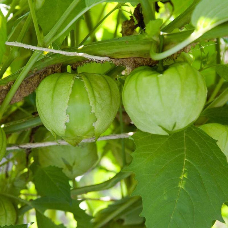 بذر فیسالیس سبز وانیا سید مدل BS368