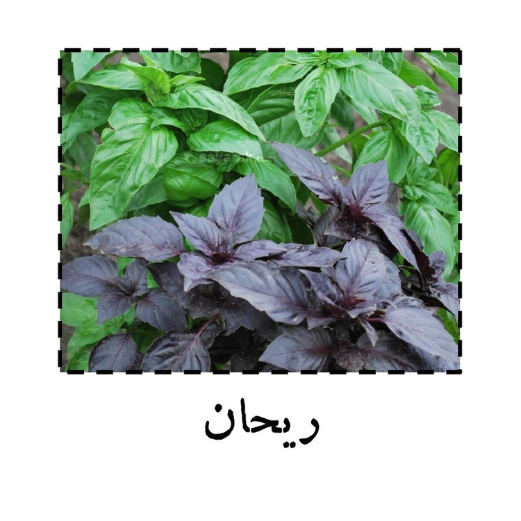 بذر ریحان بنفش گرین سیدز کد 268