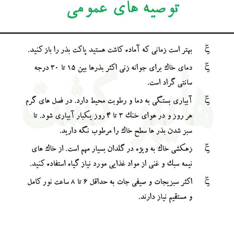 بذر ریحان بنفش گرین سیدز کد 268