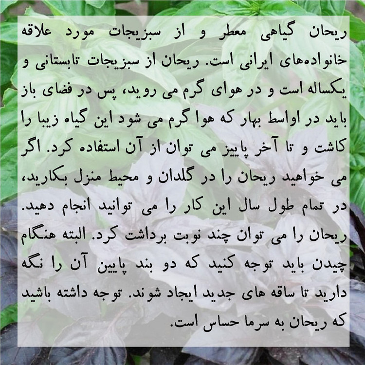بذر ریحان بنفش گرین سیدز کد 268