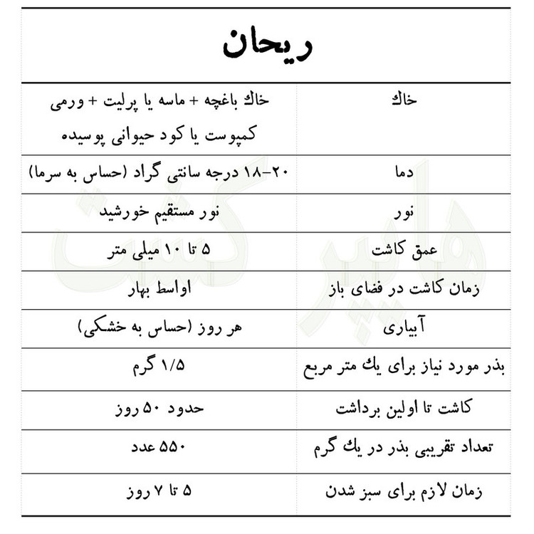 بذر ریحان بنفش گرین سیدز کد 268