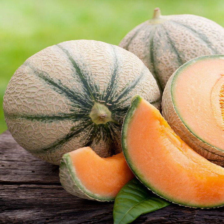 بذر طالبی سمسوری وانیا سید مدل BS2179