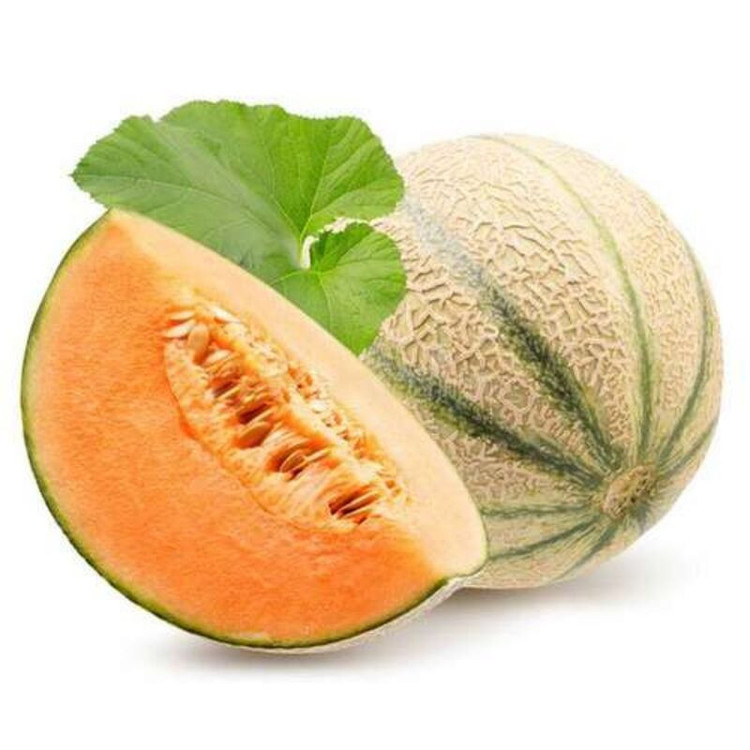 بذر طالبی سمسوری وانیا سید مدل BS2179