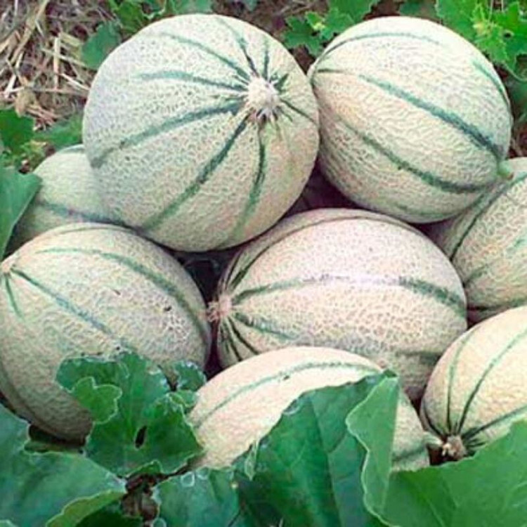 بذر طالبی سمسوری وانیا سید مدل BS2179