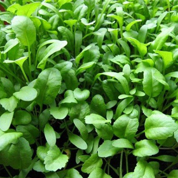 بذر سبزی شاهی گیامیا مدل SH744