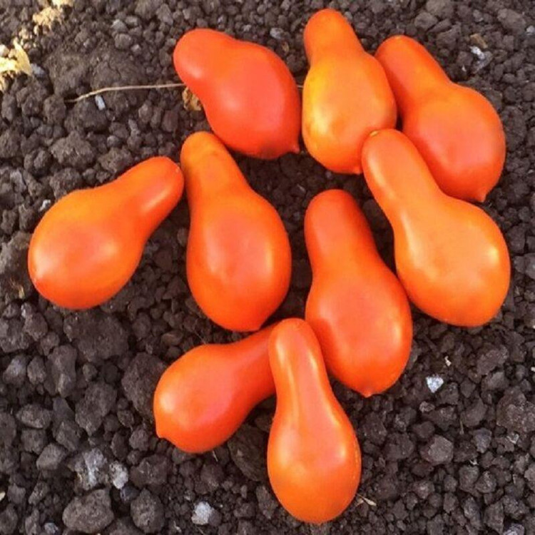 بذر گوجه گلابی نارنجی درختی وانیا سید مدل BA2122