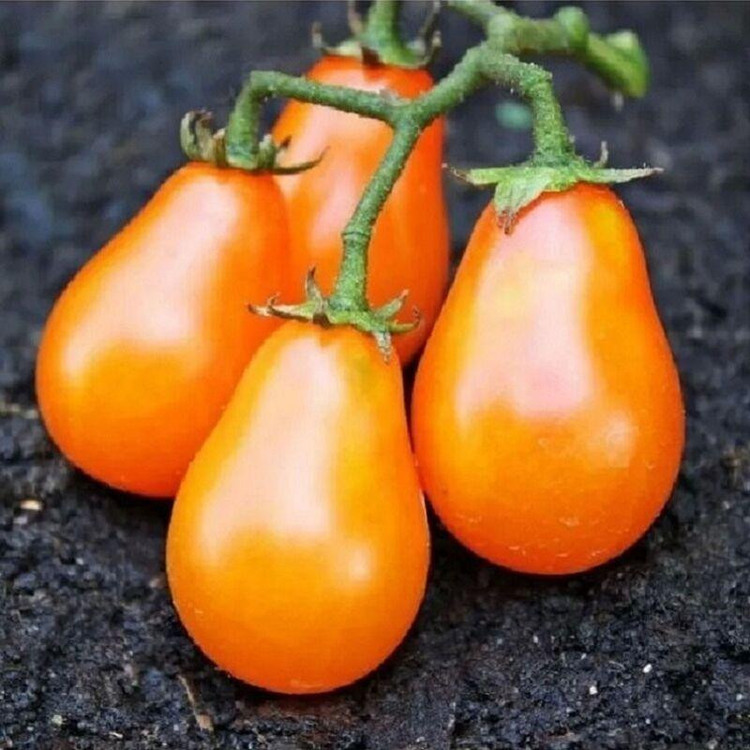 بذر گوجه گلابی نارنجی درختی وانیا سید مدل BA2122