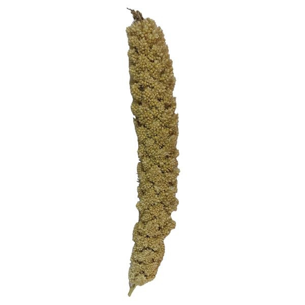 غذای پرنده ارزن خوشهای کد 03 بسته 20 عددی، مناسب غذای اصلی و تشویقی طوطی پرنده و عروس هلندی، نگهداری خشک و خنک، وزن 50 گرم، ابعاد 10×3×1 سانتیمتر